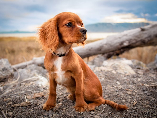 Best Friends app prototype